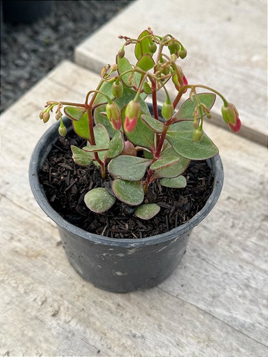 Kalanchoe manginii