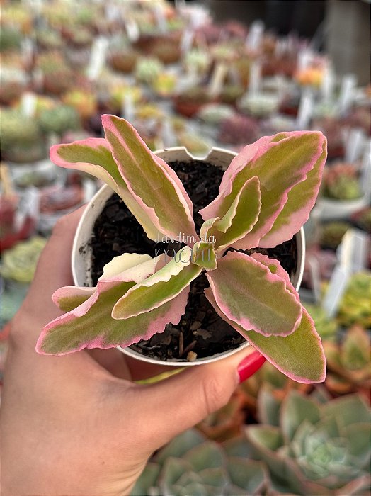 Kalanchoe lacinata variegata