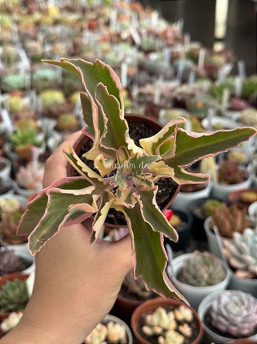 Kalanchoe lacinata variegata
