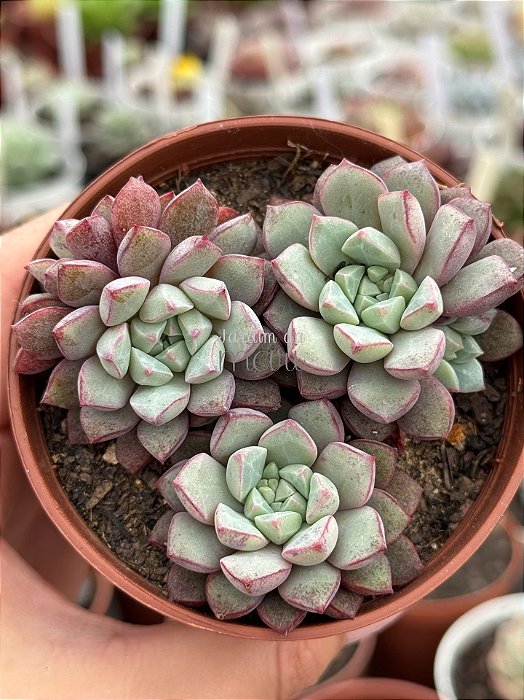 Echeveria subcorymbosa ‘lau 030’