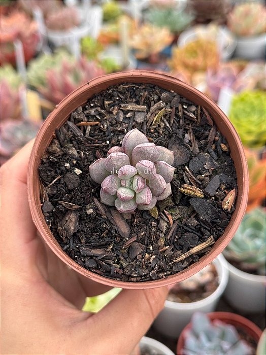 Echeveria subcorymbosa ‘lau 030’