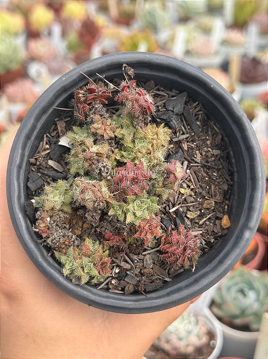 Crassula setulosa var. transvaal drakensberg