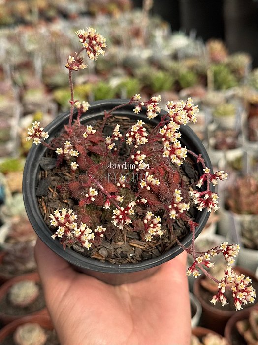 Crassula setulosa var. transvaal drakensberg