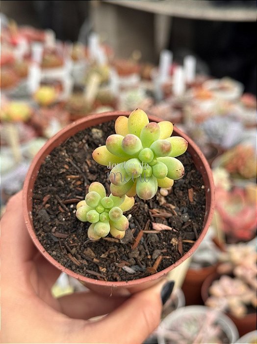 Sedum pachyphyllum