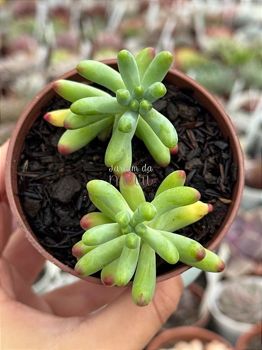 Sedum pachyphyllum