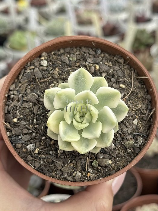 Echeveria tinkerbell variegata