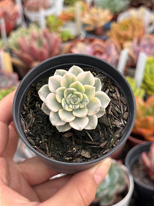 Echeveria tinkerbell variegata