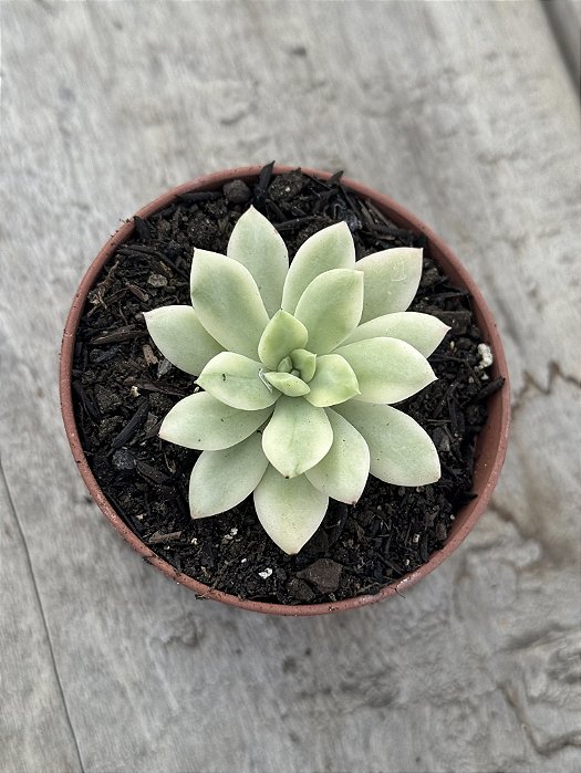 Echeveria minibelle variegata P