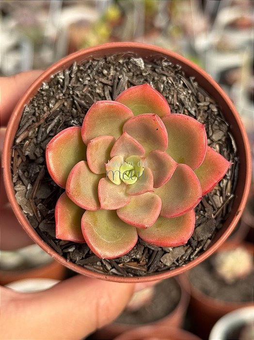 Echeveria nobile