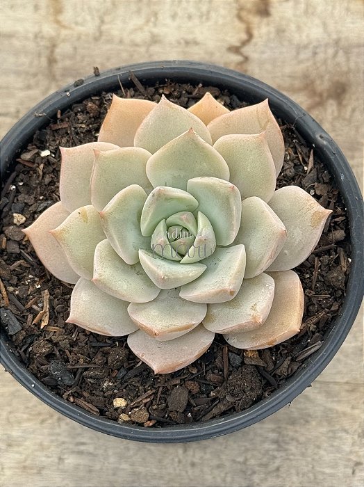 Graptoveria titubans
