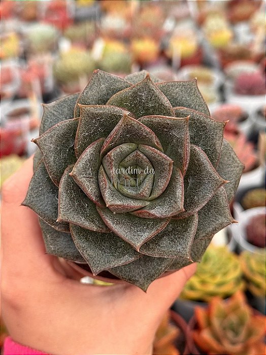 Echeveria dyonisos