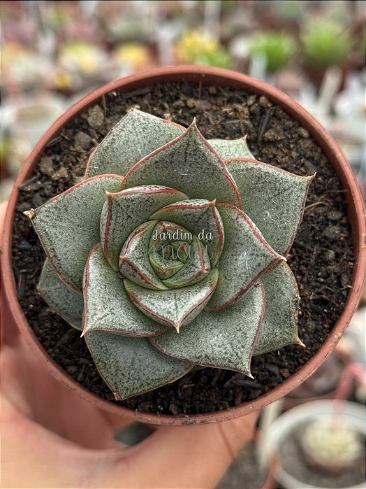 Echeveria dyonisos