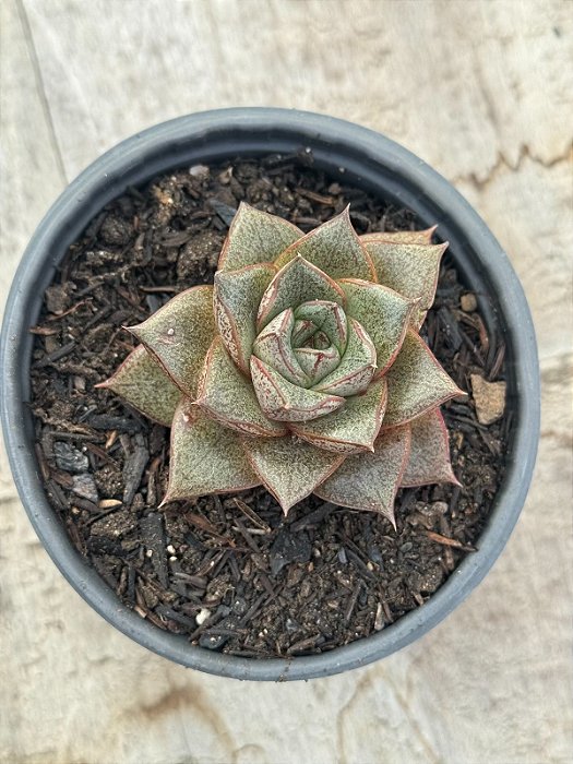 Echeveria dyonisos