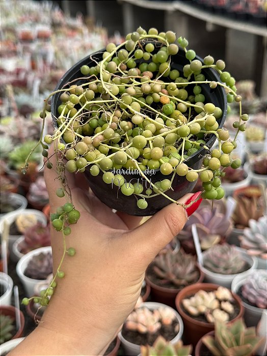 Senecio rowleyanus (colar de pérolas)
