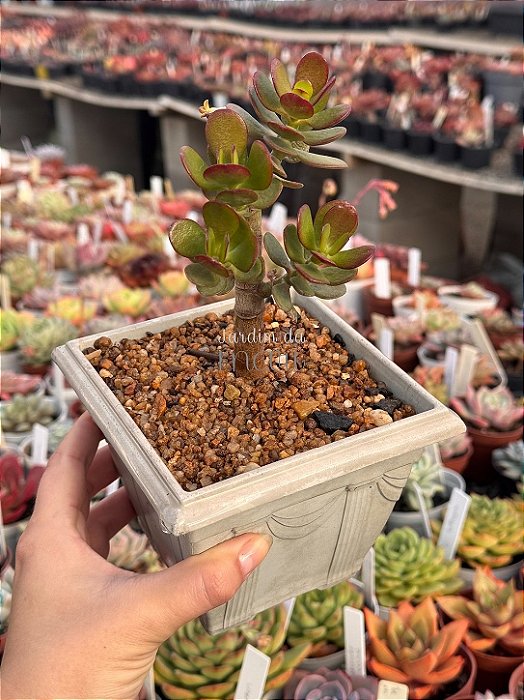Crassula ovata (Jade) bonsai