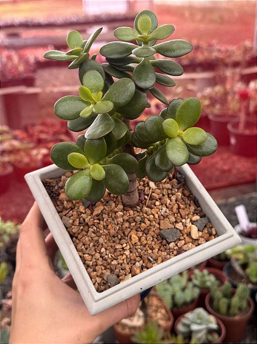 Crassula ovata (Jade) bonsai