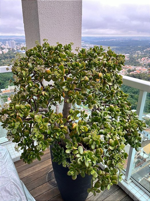 Crassula ovata (Jade) bonsai