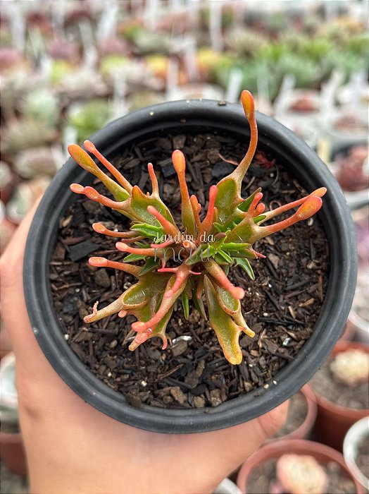 Kalanchoe katapifa ‘tarantula’