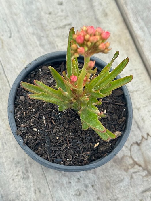 Kalanchoe katapifa ‘tarantula’