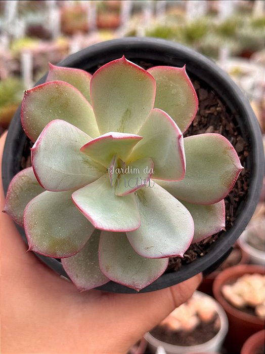 Echeveria ‘alex’