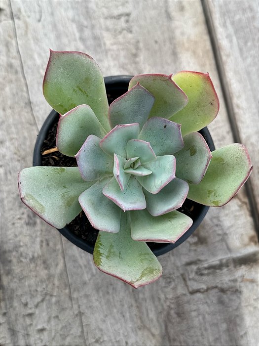 Echeveria ‘alex’
