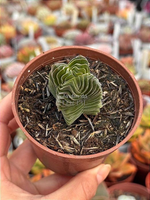 Crassula buddha’s temple