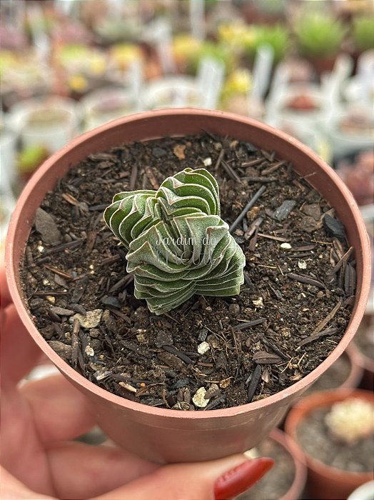 Crassula buddha’s temple