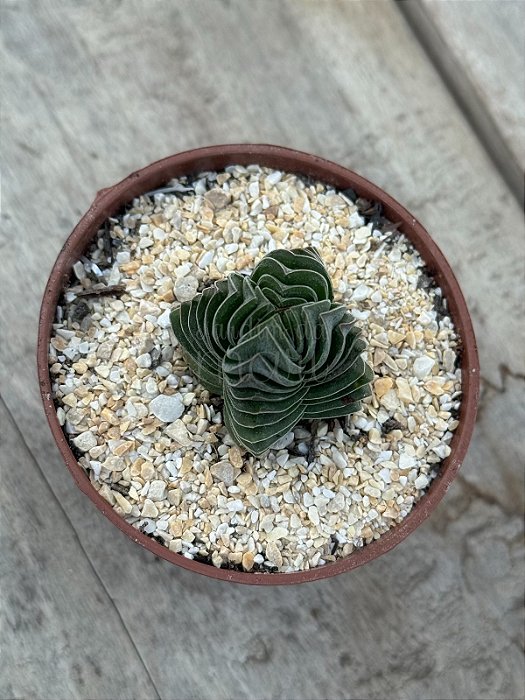 Crassula buddha’s temple