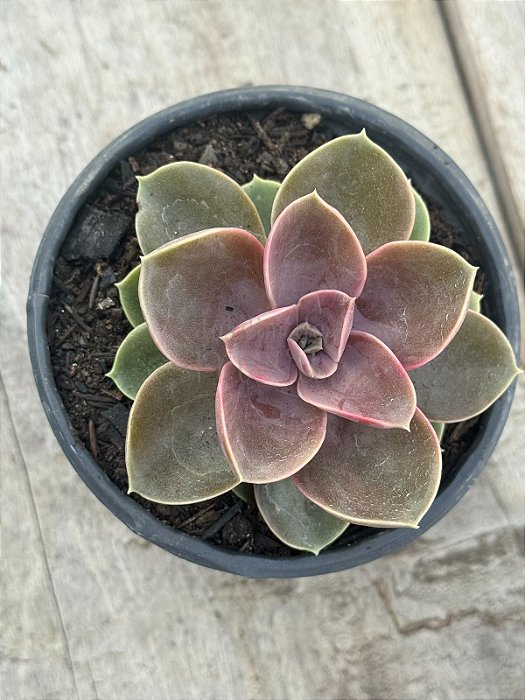 Echeveria duchess of nuremberg