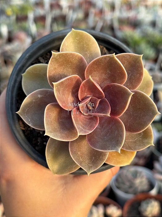 Echeveria duchess of nuremberg