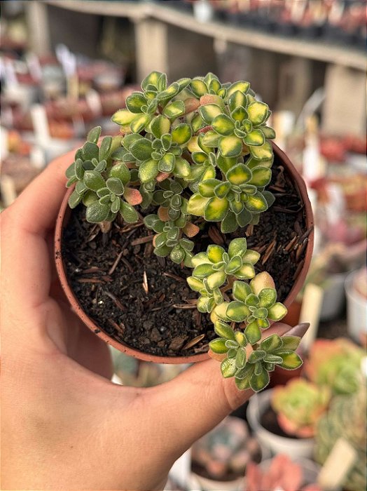 Aeonium lindleyi variegata
