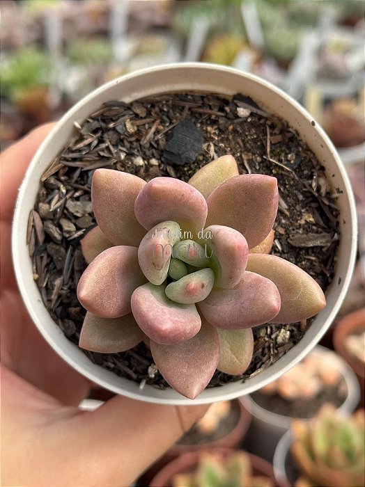 Graptoveria ruby donna