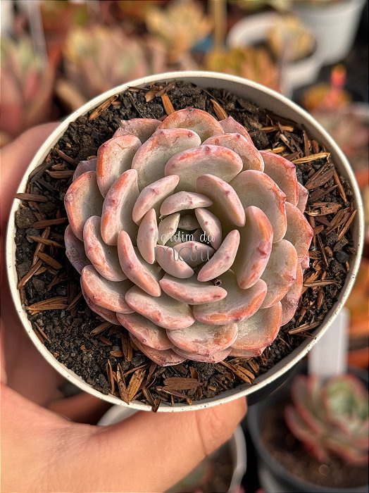 Echeveria raffine