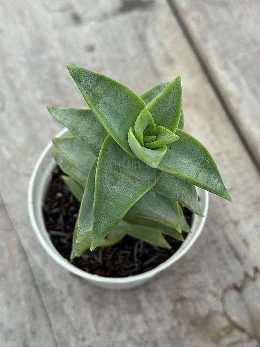 Crassula perforata ‘peonhek pass’