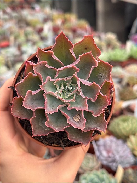 Echeveria suzan