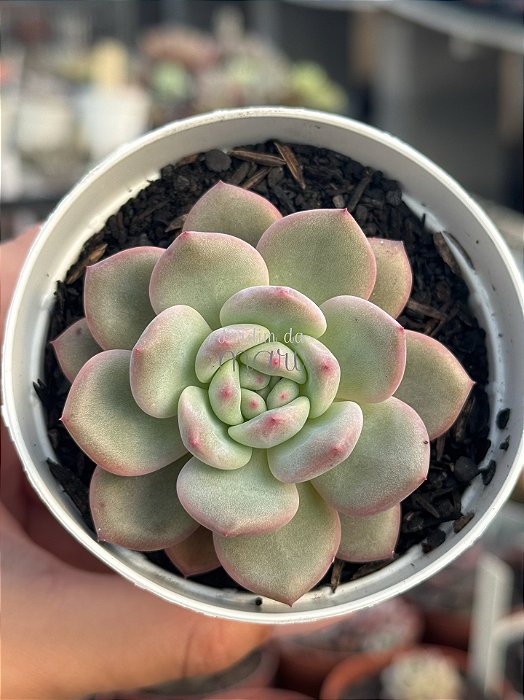 Echeveria ariel