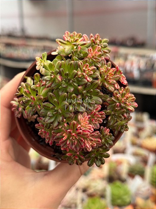 Aeonium sedifolium variegata