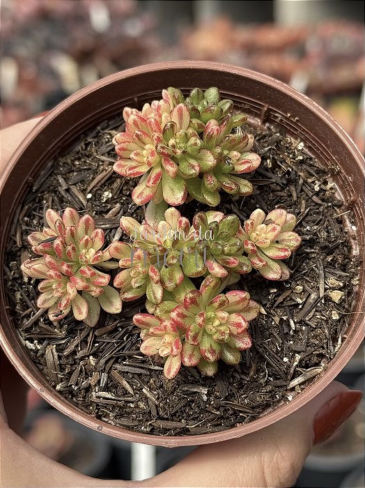 Aeonium Sedifolium variegata