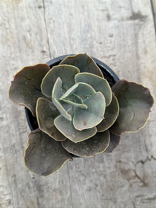 Echeveria emperror