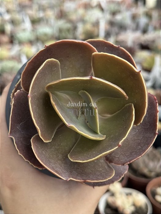 Echeveria emperor (importada) carunculas