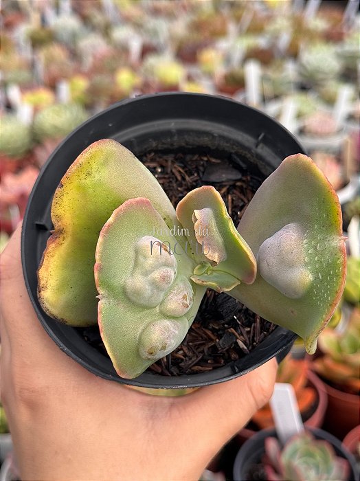 Echeveria emperor (importada) carunculas