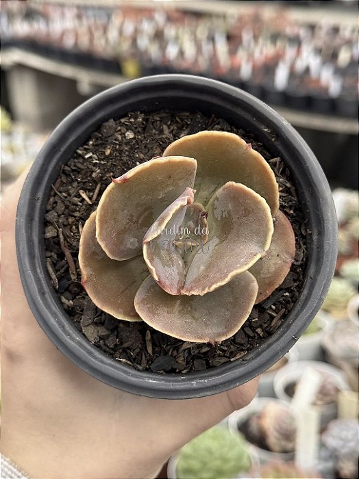 Echeveria emperor (importada) carunculas