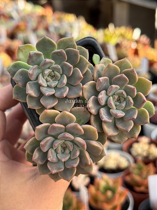 Echeveria tinkerbell