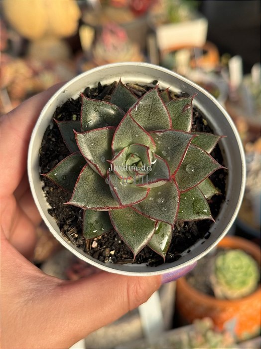 Echeveria monoserotis