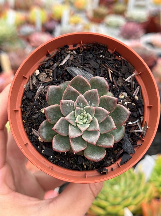 Echeveria costanay