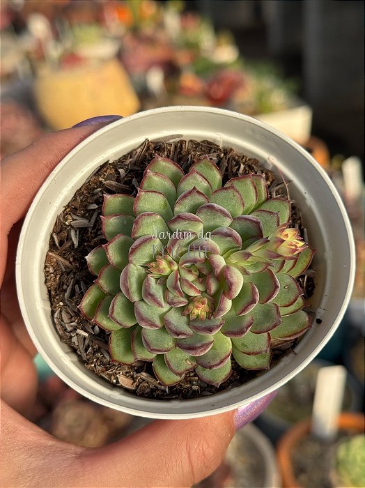 Echeveria dream rose (korea)