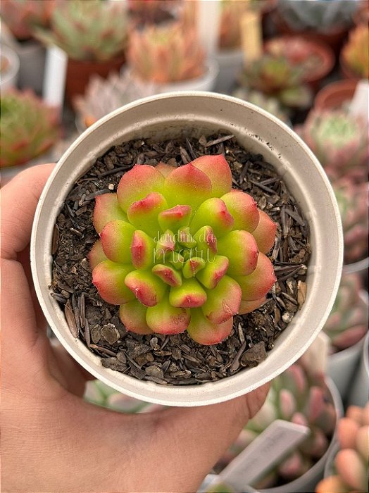 Echeveria red lantern