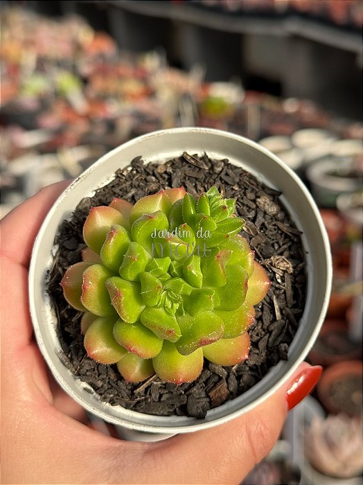 Echeveria red lantern