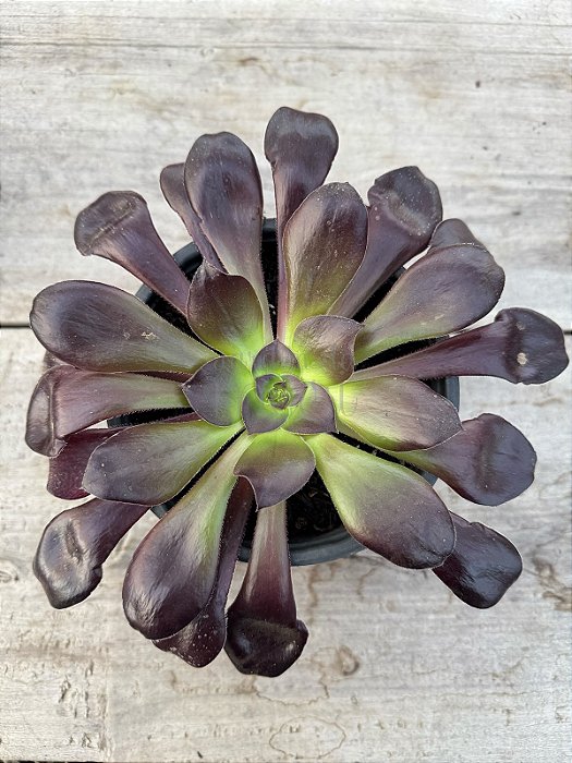 Aeonium zwartkop G