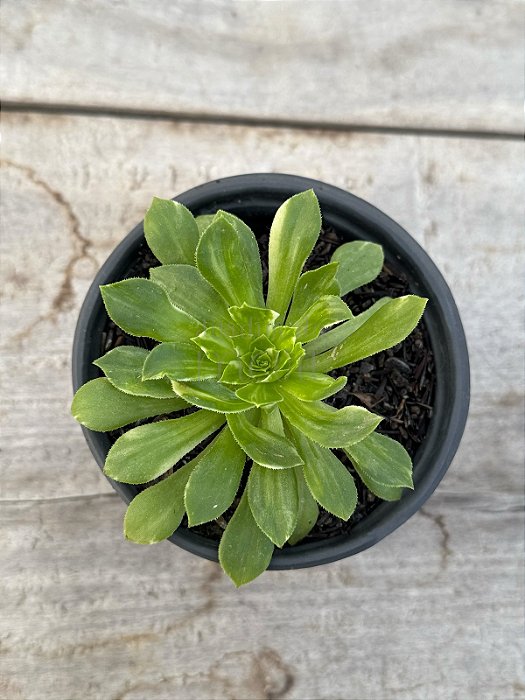 Aeonium green lemon mutacion